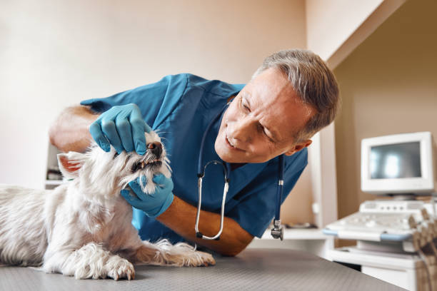 Best Emergency Dentist for Special Needs Patients in New London, OH